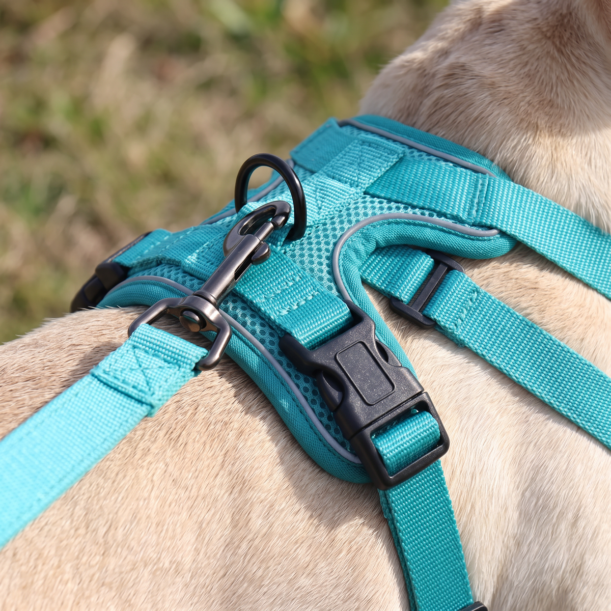 Stroll No-Pull Dog Harness and Leash Set buckle and leash clip close-up