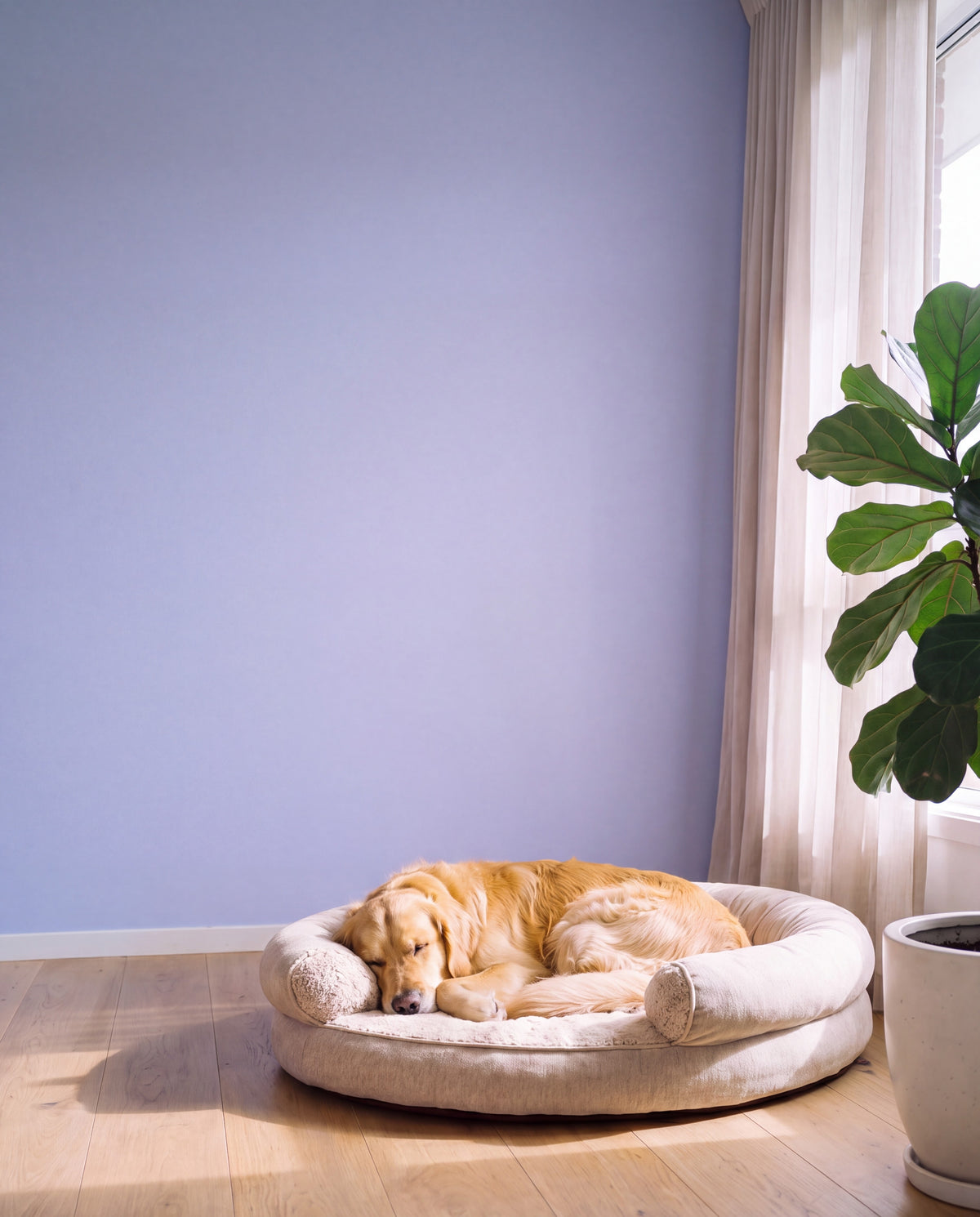 Golden retriever asleep on a cosy round dog bed in a sunny living room