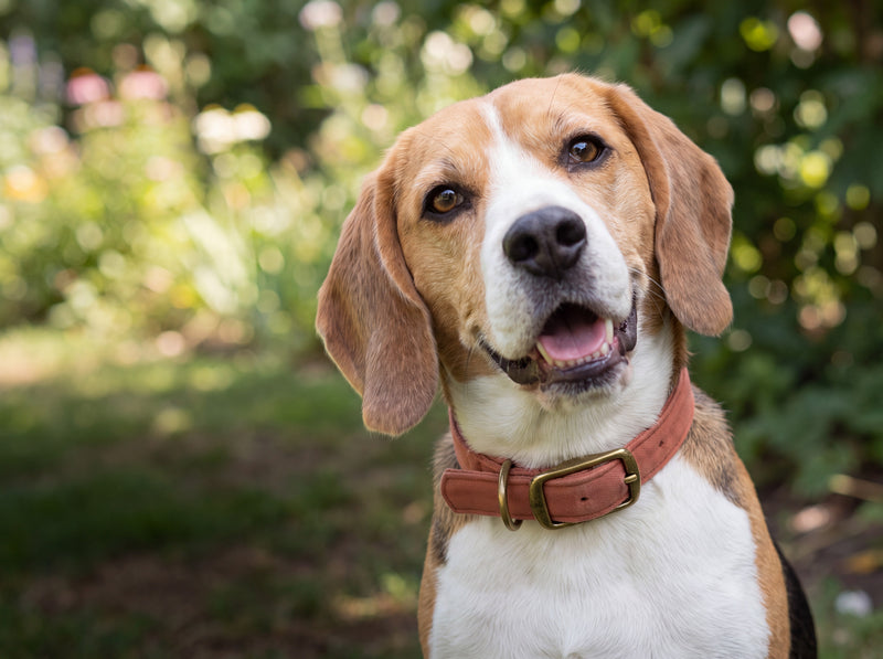 Shop Collars