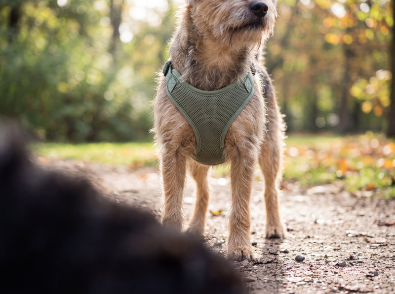 Shop Harnesses