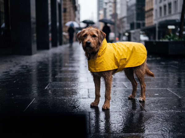 Shop Raincoats