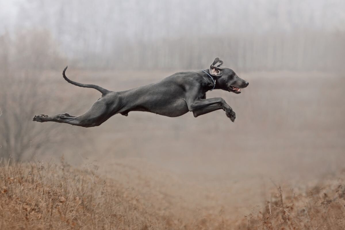 10 extreme dog breeds - only for experienced owners