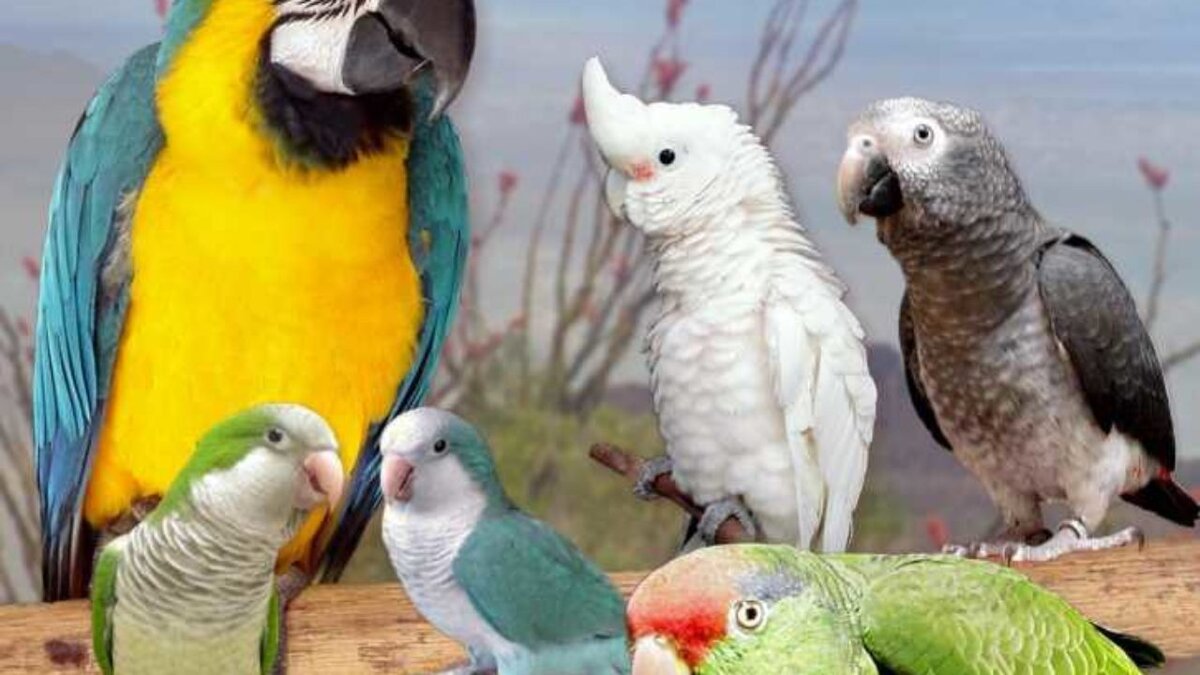 10 Most Talkative Parrot Species for Home