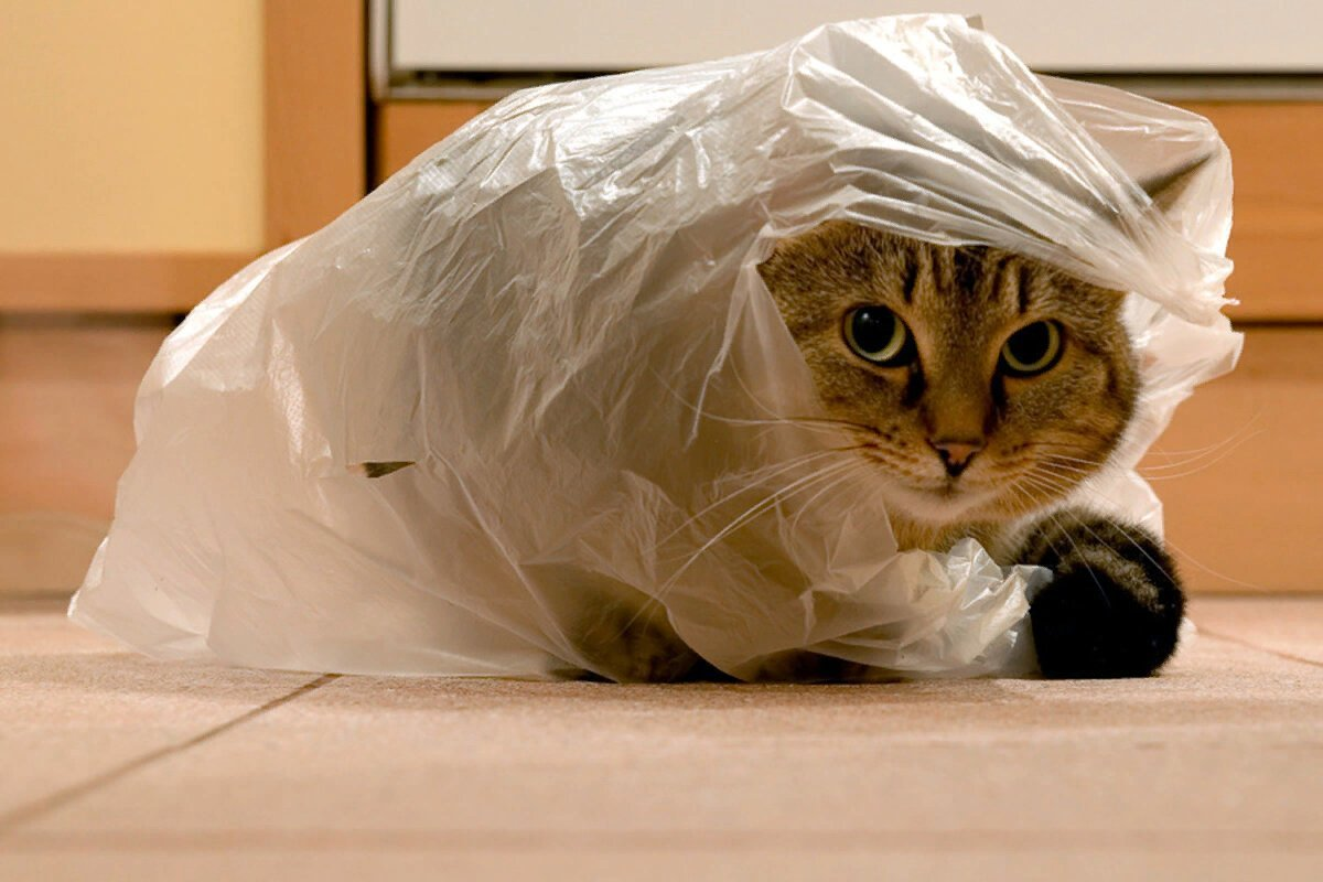 10 reasons why cats love bags