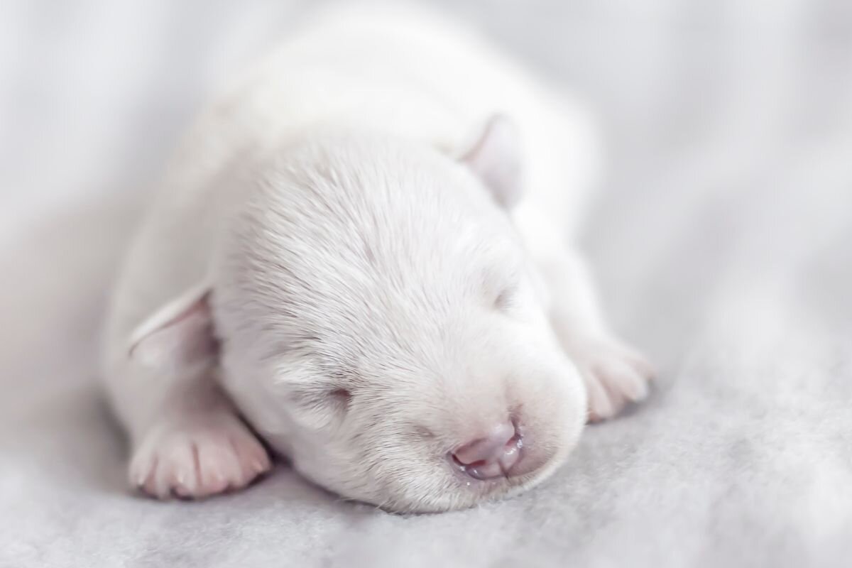 15 cute facts about puppies that will definitely surprise you