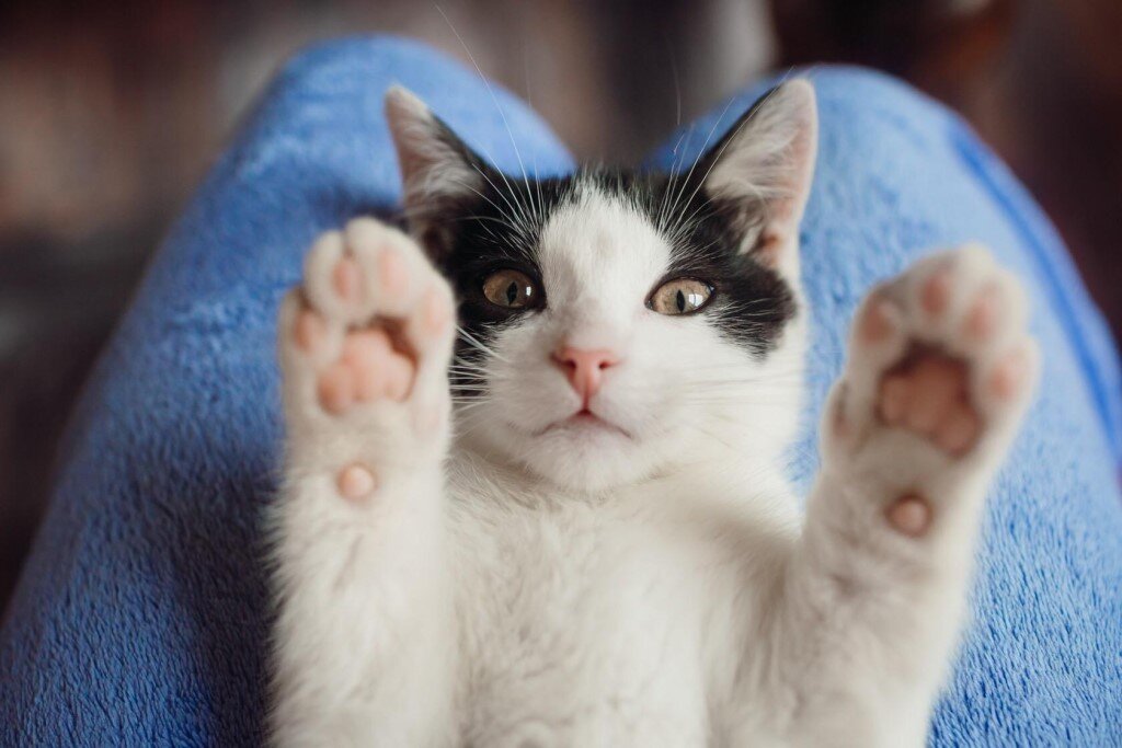 5 signs that your cat loves you very much