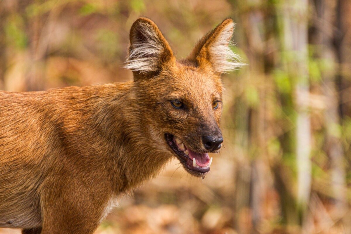 6 varieties of wolves and their interesting features