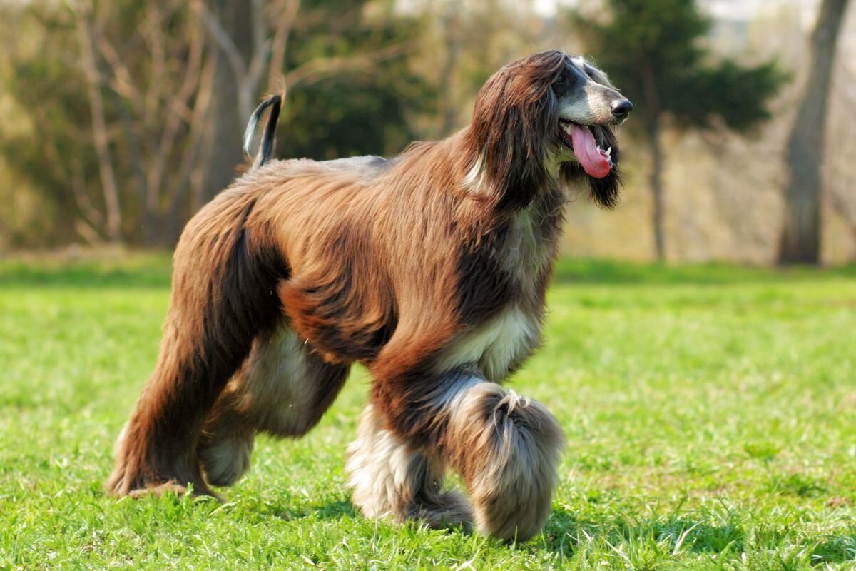 8 most reserved dog breeds that require time to get used to people