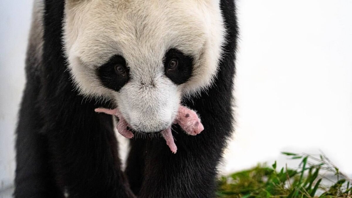 A 100-Gram Baby: Why Do Giant Pandas Give Birth to Premature Babies?