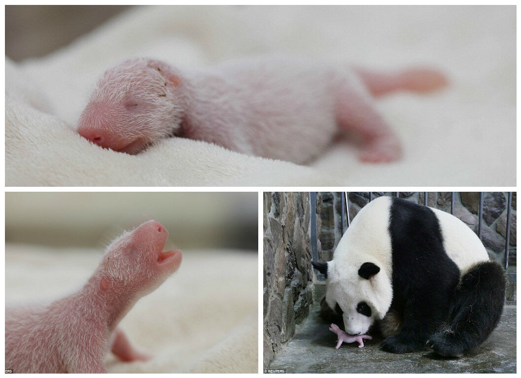 A 100-Gram Baby: Why Do Giant Pandas Give Birth to Premature Babies