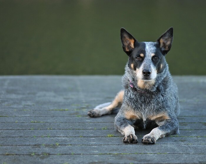 Australian Cattle Dog. Breed history, interesting facts