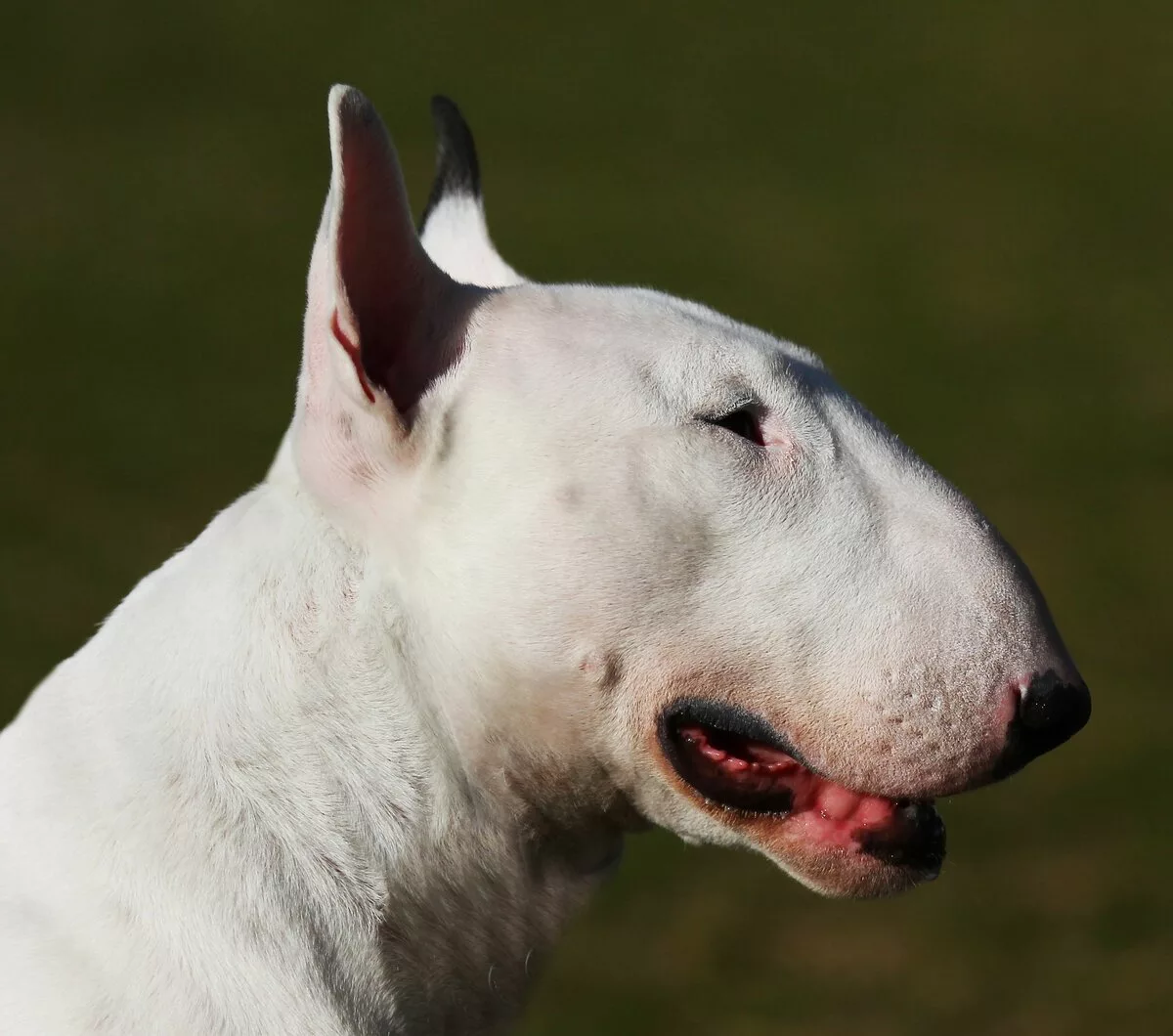 Breeds We Have Disfigured. Bull Terrier