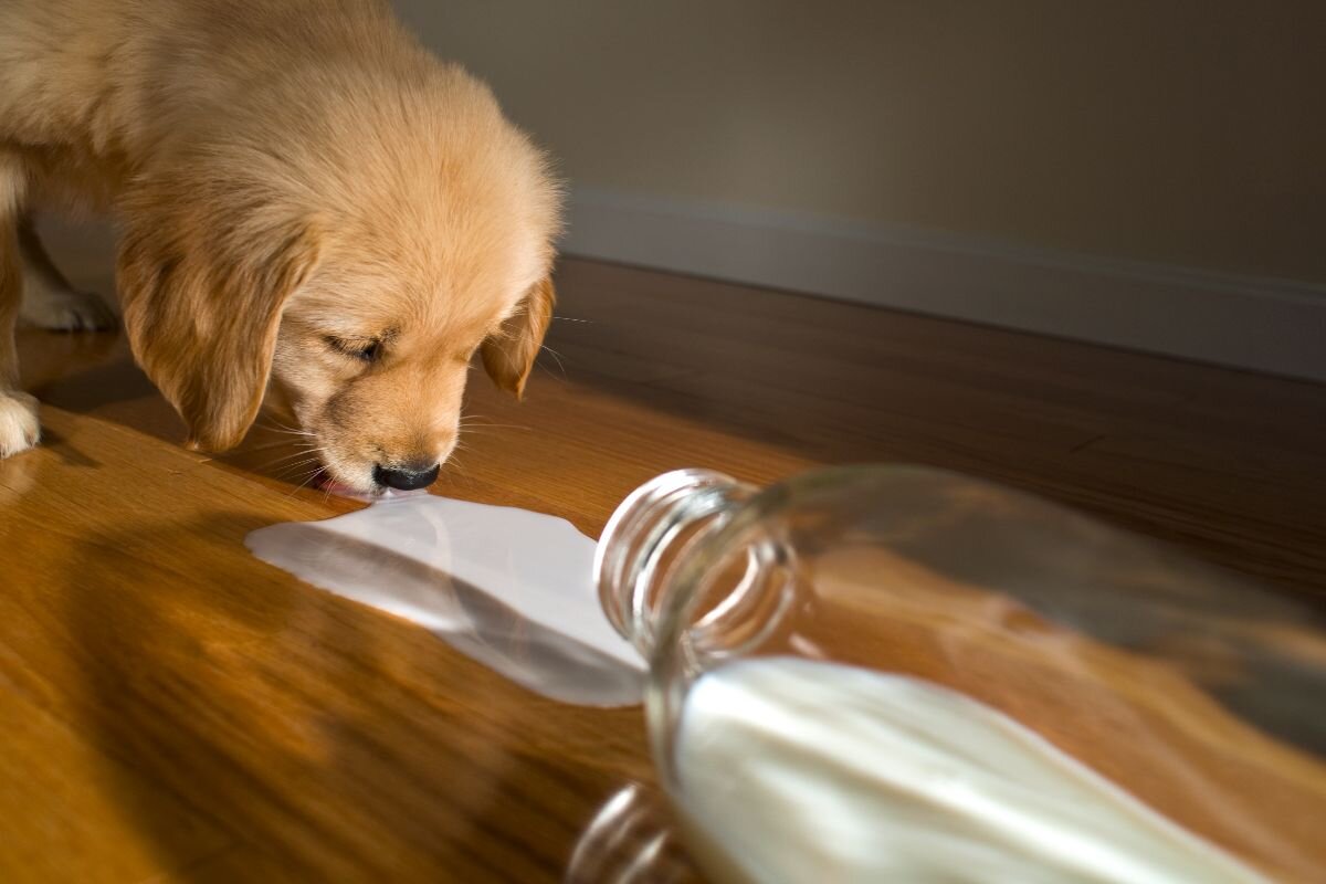 Can dogs have milk: a practical point of view?