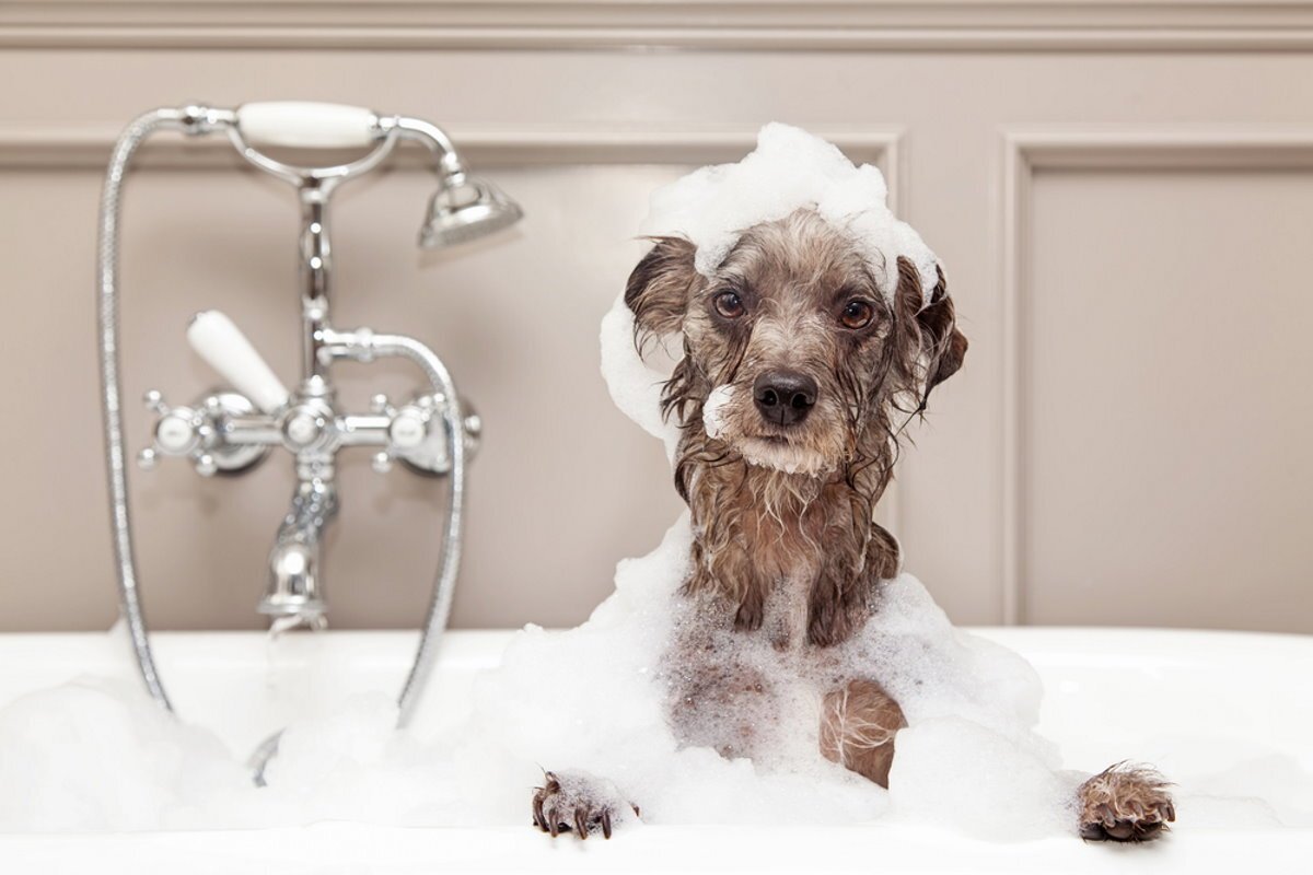Can I wash a dog with human shampoo