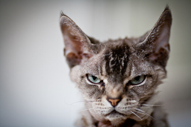 Dangerous breeds of domestic cats