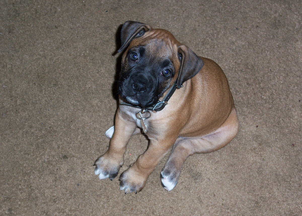 German Boxer — Fearless Guard, Faithful Companion