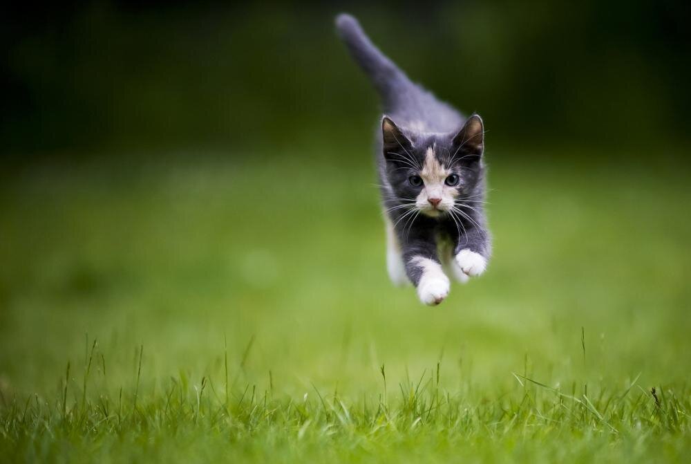 How Fast Can Cats Run?
