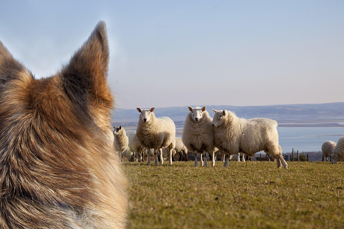 How the modern German Shepherd differs from its distant ancestor