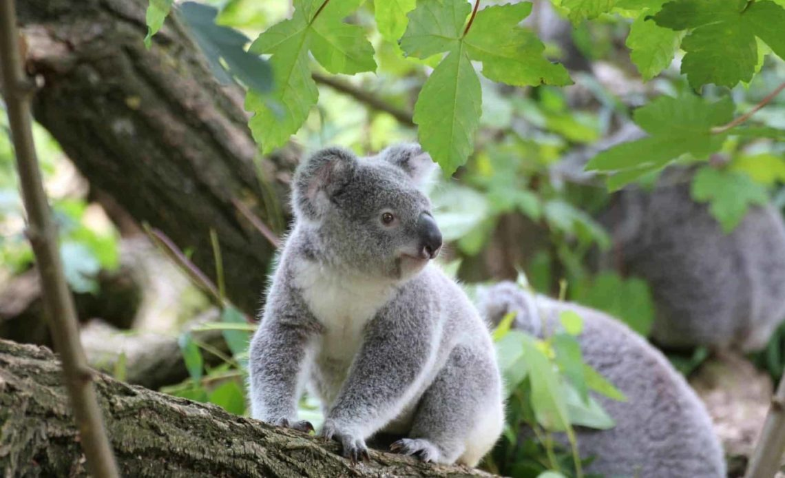 Interesting facts about koalas