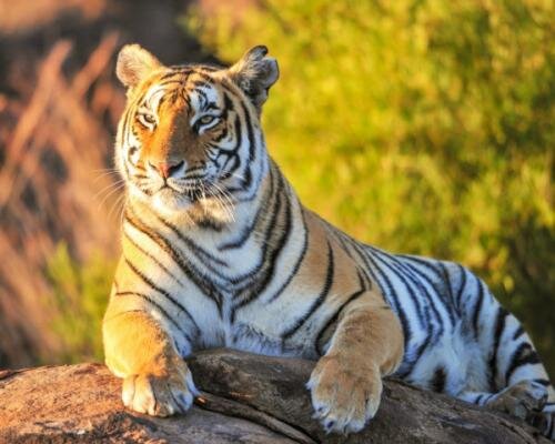 Interesting Facts About Tigers