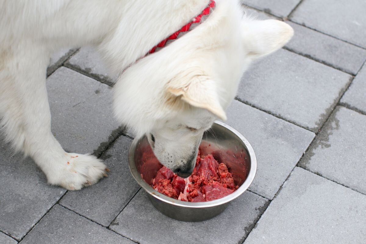 Is it possible for dogs to eat raw meat? Why are some in favor and others against