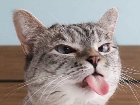 It might be interesting: why does a cat stick out its tongue