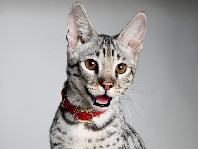 Kurilian Bobtail and 9 More Interesting Cat Breeds