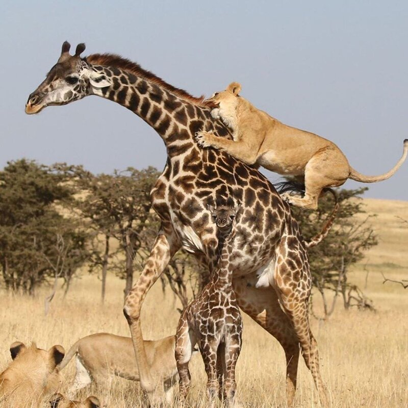 Lions hunt worse than most predators in Africa, but they are still called kings. And here's why