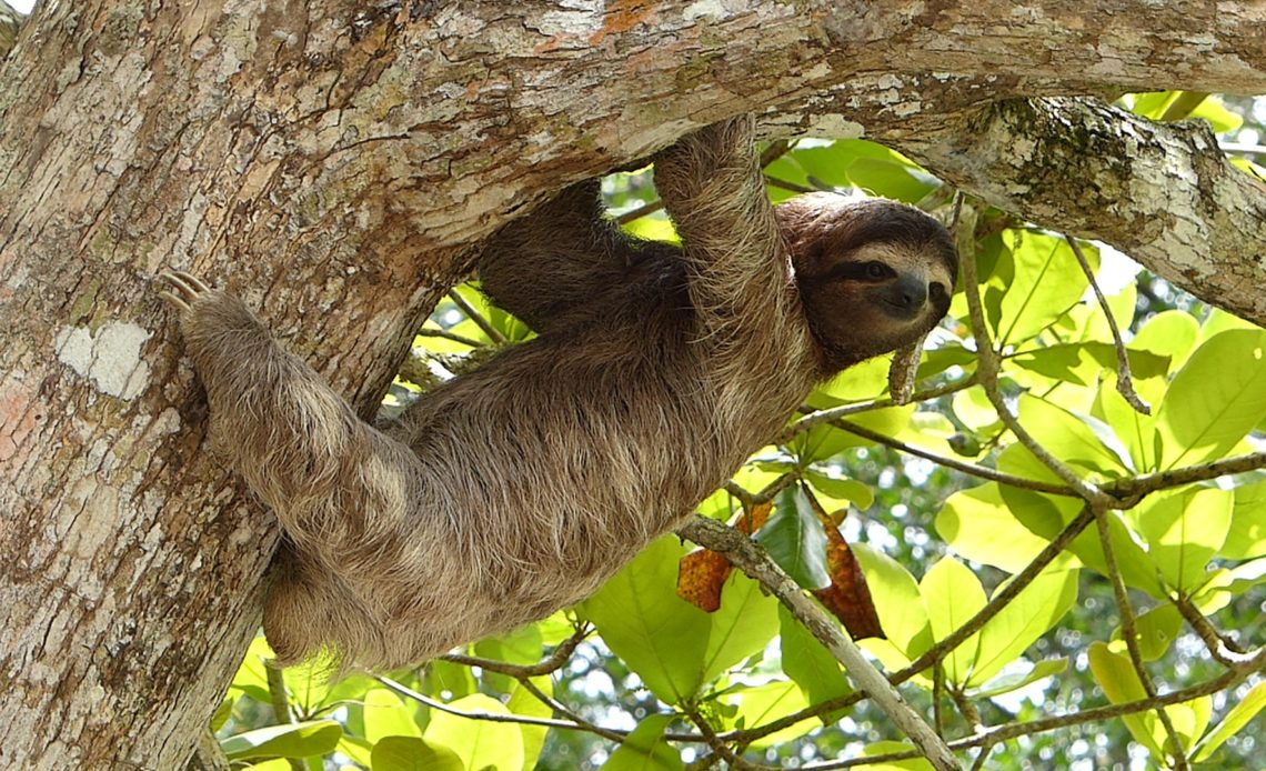 Sloths: Interesting Facts About the Stars of Memes and Viral Videos