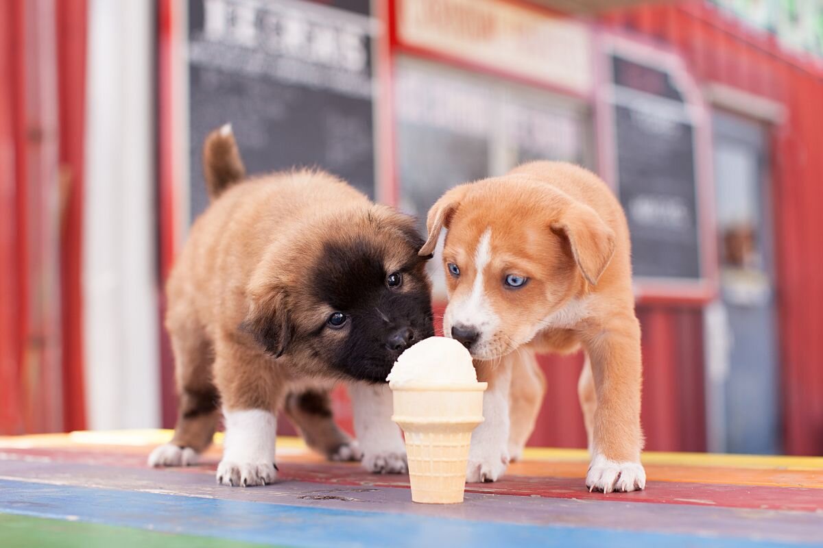 Taboo or a Treat: Can Dogs Eat Ice Cream?
