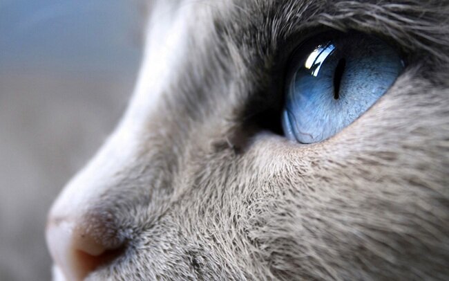 The Amazing and Mysterious World Through the Eyes of Cats - What is it Like?