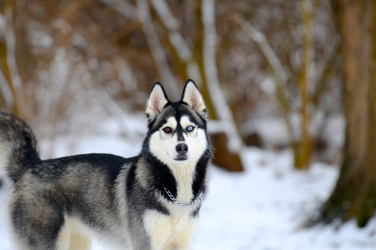 The Truth About Huskies. Why Shouldn't You Keep a Husky at Home? The History of the Breed