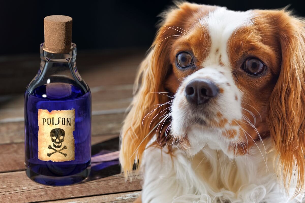 These 16 everyday items pose a special danger to dogs