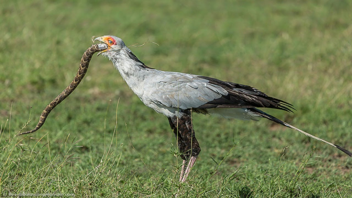 This bird is feared even by the black mamba. The terror of African snakes