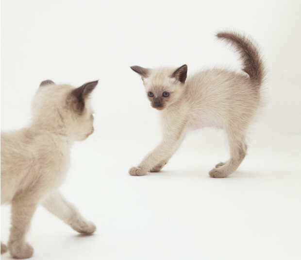 Tonkinese Cat. Resembles..