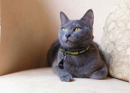 Top 10 Most Expensive Cat Breeds in the World