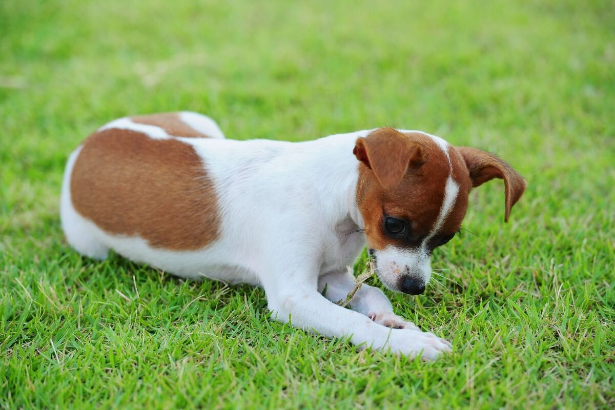 Top 10 Myths About Pet Care