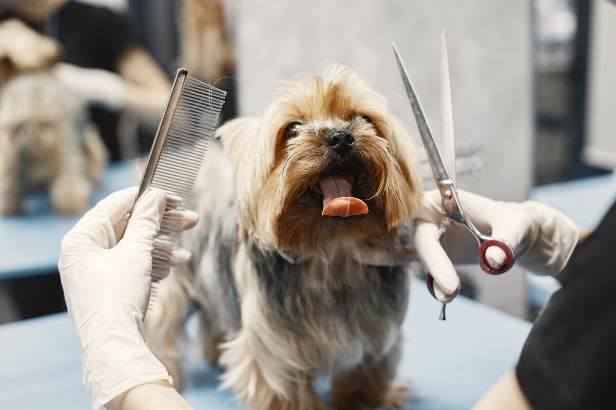 Which dogs should not be trimmed and why?