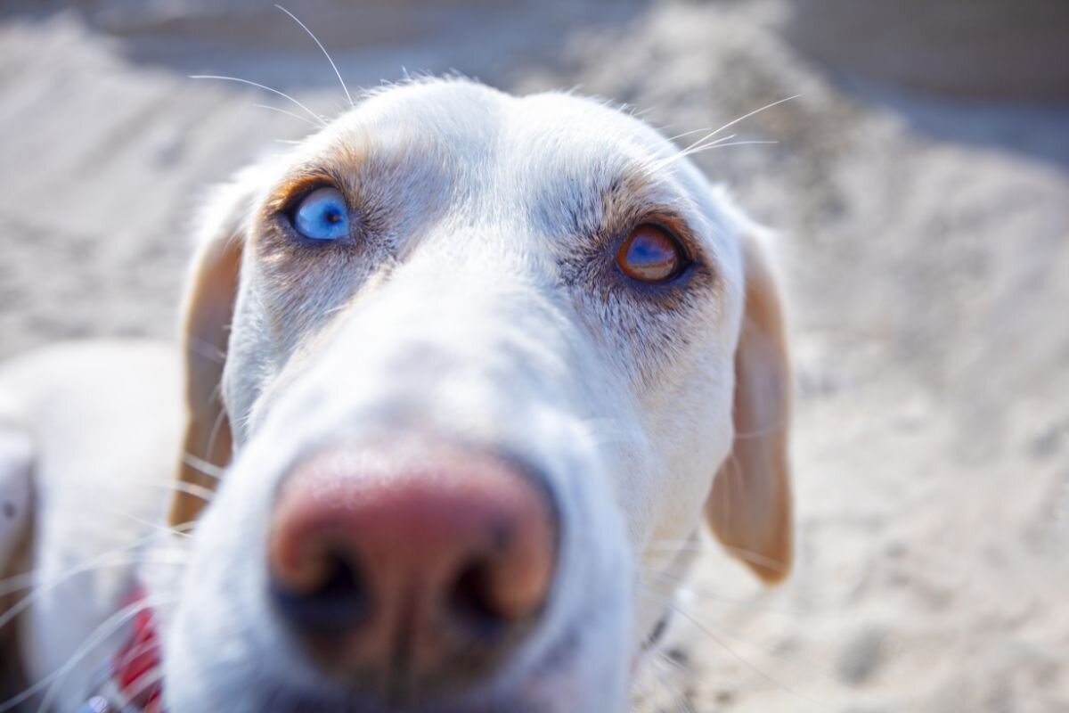 Why do dogs have different colored eyes? Heterochromia: myths and reality