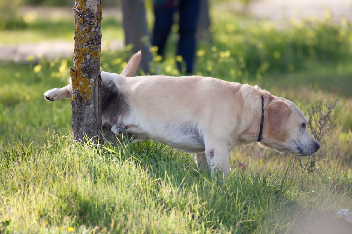 Why does your dog take too long to find a spot before peeing?