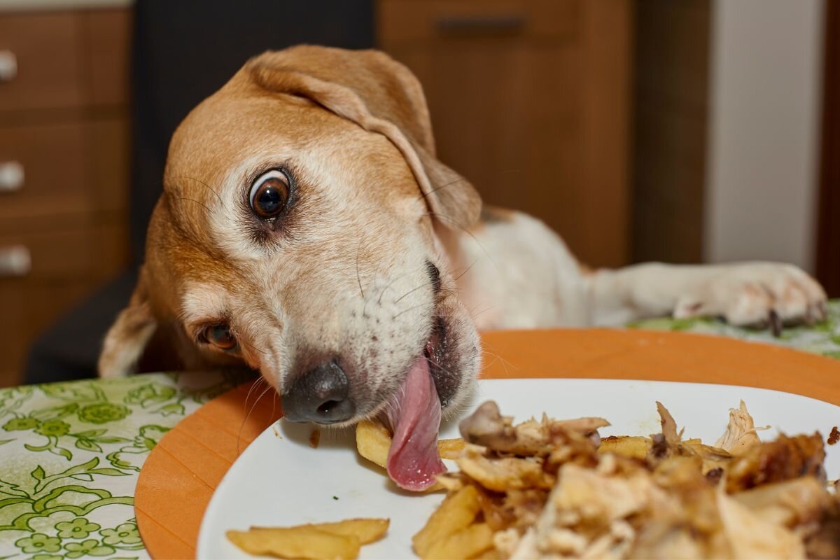 Your dog is losing weight but still eating? 10 common reasons
